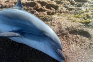 W brazylii uratujący uratowali delfinów rzucony na brzeg W brazylii uratujący uratowali delfinów rzucony na brzeg