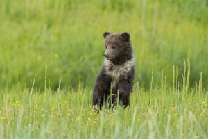 W buryatii wzięli osieroconego niedźwiedzia pod opieką
