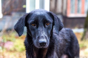 W chicago pies zatrzymał napad sklepu i zwrócił pieniądze