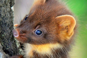 W detroit, kutuk spadł do śmieci