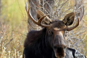 Dwie osoby zginęły w wypadku z udziałem los