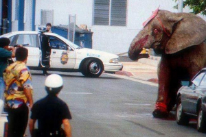 Cyrk słyszczyk strzał w honolulu