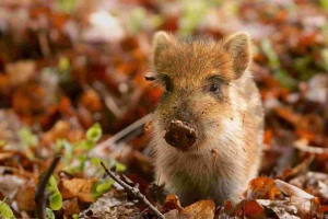 W grecji, urodzony niezwykły dzik