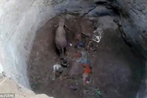 W indiach uratowało słonia, który nie powiódł się w 9-metrowym dobrze