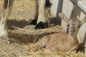 W iranu sklonował wyginięcie muflonu