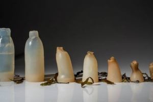 W islandii wynalazł biodegradowalne butelki alg