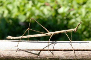 W południowo-zachodnich chinach znalazł najdłuższy owad na świecie