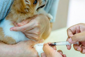 W jakich przypadkach zwierzęta biochemiczne badanie krwi?