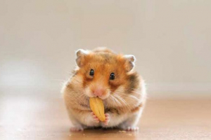 W jakim wieku jest ustalona podłoga chomików