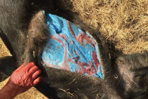 Kalifornia żyła dzika z niebieskim tłuszczem Kalifornia żyła dzika z niebieskim tłuszczem