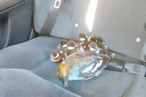 W kanadzie, taksówkarz labilizował rodzinę kaczki