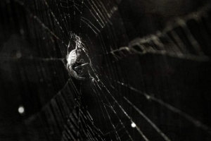 W chinach kobieta w uchu osiadła pająka i splash