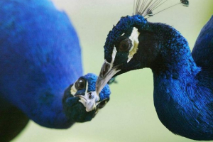 W chińskim zoo, goście zszokowali pavlinov na śmierć