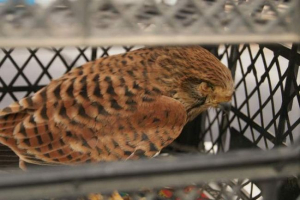 Na krymie turyści murmansk uratowali najrzadszy sokół