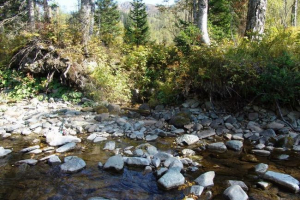 W kuzbass znalazł szkielet starożytnego ssaka