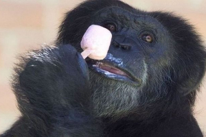 W zoo leningradzkim zwierzęta jedzą ciasta lodowe W zoo leningradzkim zwierzęta jedzą ciasta lodowe