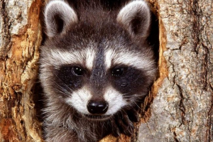 Los angeles otworzył schronienie dla szopów