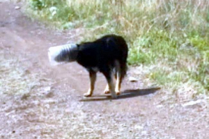 W magnitogorsku zaoszczędził utknął psa w banku