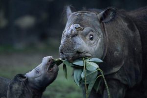 Sumatran rhino umierający w malezji