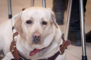 W moskwie metro w ślepej dziewczynie ukradł psa prowadzącego