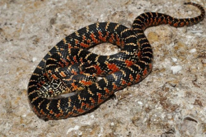 W moskwa budynek mieszkalny złapał węża z ameryki północnej