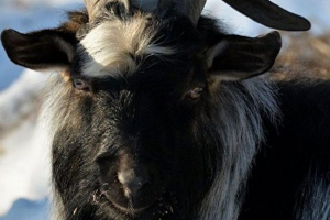 W moskwie jego trzyletni obchody kozy timura