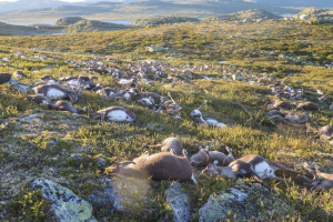 W norwegii błyskawica zabiła trzysta dzikiego jelenia
