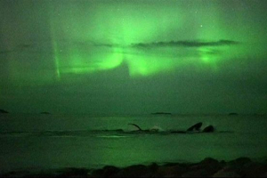 W norwegii nakręcony humpback wieloryby na tle północnych świateł