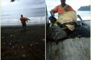 W nowej zelandii mężczyzna kupił w żółwiach supermarketów i zwolnił je do wolności W nowej zelandii mężczyzna kupił w żółwiach supermarketów i zwolnił je do wolności
