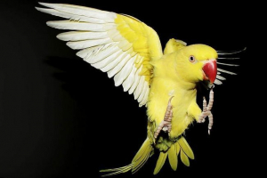 W nowej zelandii papuga stała się nauczycielem dla szczeniąt pit bull W nowej zelandii papuga stała się nauczycielem dla szczeniąt pit bull