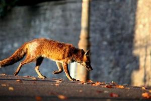 W odessie kobieta sfabrykowała lis