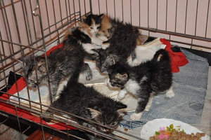 W jednym z miast kanady kocięta są rzucane do urn