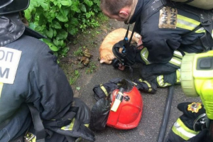 W petersburgu strażacy uratowali kota