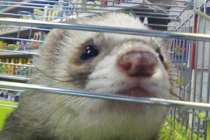 W st. Petersburg sklep zoologiczny zwierząt zalał wrzącą wodę