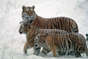 Populacja armur tygrysy wzrosła w rosji i chinach Populacja armur tygrysy wzrosła w rosji i chinach
