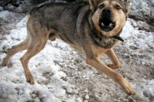 W regionie rostowa psa zarażone wściekliznę, bit i lokalny rezydent