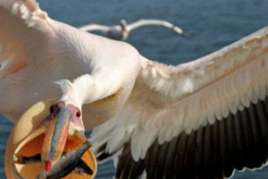 W rumunii pelican przesunął się na mieszkańców