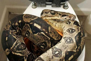 Na syberii kobieta odkryła gruby węża w jej łazience Na syberii kobieta odkryła gruby węża w jej łazience