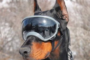 W usa wynalazł okulary przeciwsłoneczne dla psów rex-specyfikacje