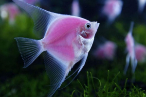 W usa znaleziono miłośnicy muzyki ryb W usa znaleziono miłośnicy muzyki ryb