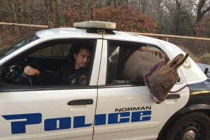 W usa wioska zmieciła w samochodzie policyjnym