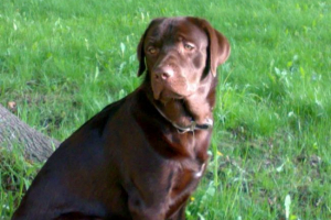 W usa pies strzał w gospodyni ze strzelby W usa pies strzał w gospodyni ze strzelby