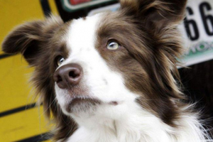 W usa dla prezydencji, psa z kentucky będzie konkurować W usa dla prezydencji, psa z kentucky będzie konkurować