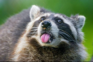 W toronto pomnik powstał na środku ulicy