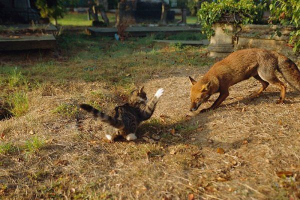 W udmurtia, szalony lis zaatakował zwierząt domowych W udmurtia, szalony lis zaatakował zwierząt domowych
