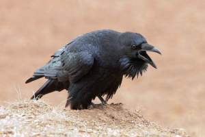 W ufa kruk spełnia swojego właściciela z pracy