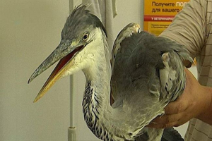 W ułan-ude budowniczowie uratowali ranną czapronę