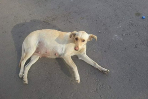 W woronezh pies w ciąży był inspirowany w układach nawierzchni W woronezh pies w ciąży był inspirowany w układach nawierzchni