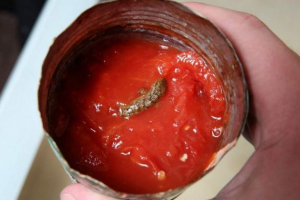 W jaru z pomidorami znalazł martwą jaszczurkę W jaru z pomidorami znalazł martwą jaszczurkę