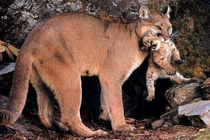 W zoo barnaul kanadyjska puma urodziła kocięta